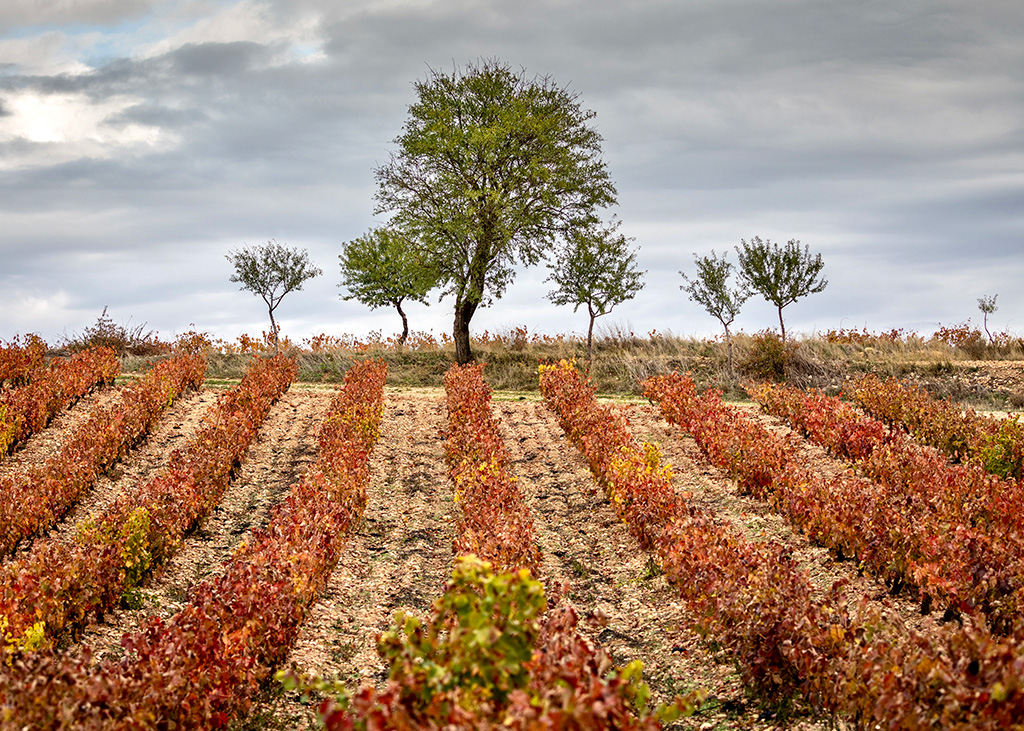 Viñedo Salamón Rippa Dorii Geografías Riberda del Duero Salomón